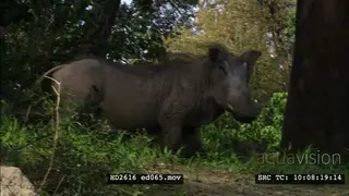 Warthog family, going into burrow and grazing MS