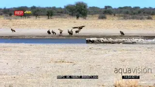 White-backed vulture comes in to land next to the rest of the flock near the water edge