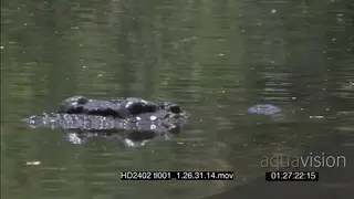 Nile Crocodile walks into water swims away submerging in water hunting