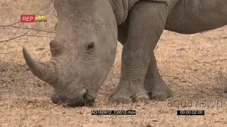 Male white rhino grazing CU