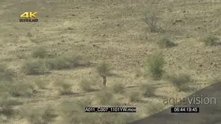 Aerial over Mashatu zoom in African lioness running scouting around
