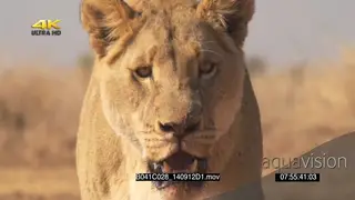 African Lioness jogging hunting towards camera SLOWMO