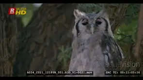 Close up shot of the upper body of a giant eagle owl staring directly at the camera