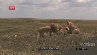 African Lionesses sitting and laying down on bushveld showing affection LWS HAND