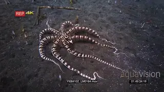 Close up tracking shot of a mimic octopus, octopus sp19.