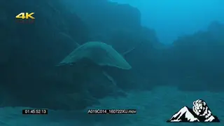 Loggerhead Turtle swimming around UW