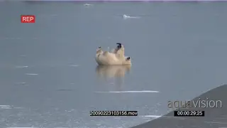 Polar bear laying on back playing with plant on frozen lake