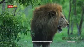 Male lion standing facing camera and around GREEN