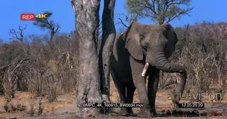 Elephant standing next to a tree where a Squirrel run down.