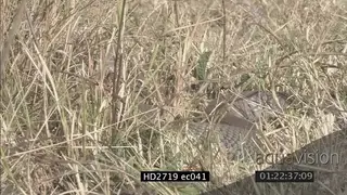 Mozambique Spitting Cobra laying on grass breathing MCU MS MLS ZI ZO PAN