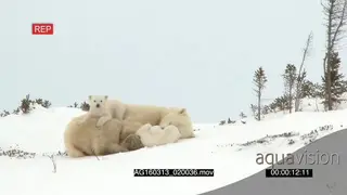 Polar bear cubs playing around mother sleeping