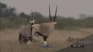 African Wild Dog pack hunting stalking Gemsboks grazing alerted defensive behaviour