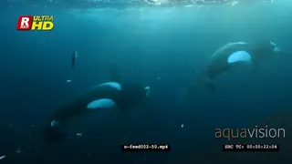 Orca Killer Whales feeding on herring schools in noway UW