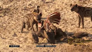 Hyena and Vultures feeding off buffalo carcass.