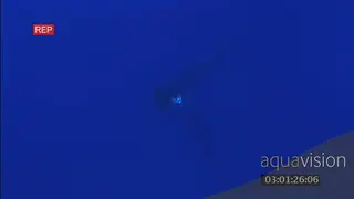 Humpback whale calf swimming up and the adults looking over the calf UW