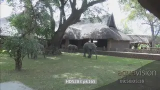African elephants grazing feeding in Mfuwe lodge courtyard