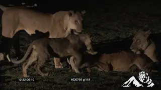 Lionesses take down Puku, Lioness fetch cubs to teach them how to kill NIGHT