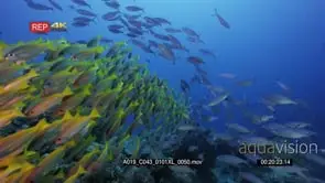 Medium wide shot of a family of false clown anemonefish.