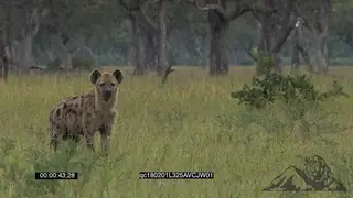 Spotted Hyena Standing Looking at the Camera and around the Field with a Dazzle of Zebras.