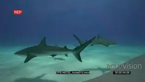 Nurse Sharks and Grey Reef Sharks swimming around hunting underwater in ocean MWS HAND
