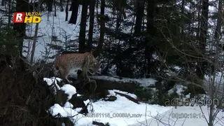 Eurasian Lynx standing and looking around on rocks in snowy forest.