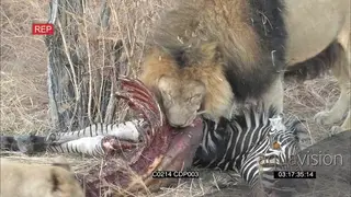 African Lion Pride Feeding on Zebra Carcass On the Dry BUSHVELD