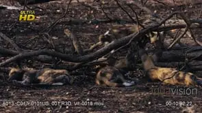 Four young African Wild Dog pubs laying down, resting, sleeping and interacting