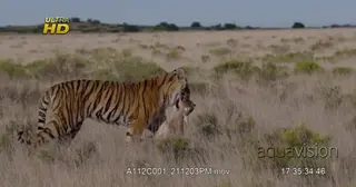 Tiger side view, dragging and holding carcass on its mouth, walking out of frame.