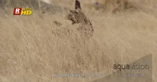 Young pack of African Wild Dog play fighting in a long dry grass and walking out.