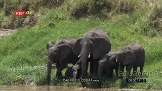 African Elephants and calves standing on riverbank drinking from river LWS HAND