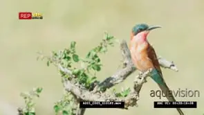 Carmine bee-eater perched on branch CU