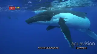 Humpback whale mother at surface CU UW SOCIAL BEHAVIOUR