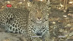 Portrait of leopard lying on ground and looking around MS