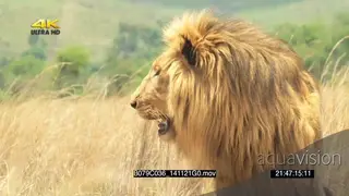 Male African lion scouting back hunting jogging running across into tall grass SLOWMO