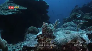 Wide tracking shot of a day octopus sitting on the reef in disguise showing how well he.