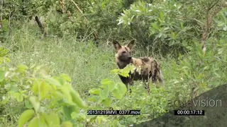 Wild dog pack hunting running through bushes alerted GREEN MS PAN