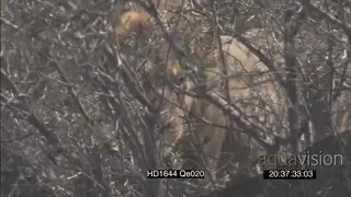 African male lion hunting stalking behind bushes