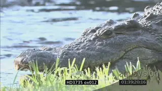 Crocodile swims, emerges and lays on bank, other crocodiles fight, show aggression.