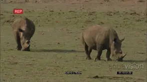 WHITE RHINOS (2) GRAZING ON GRASSLAND WS MS