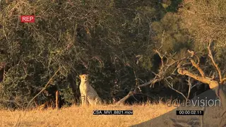 Cheetah sitting scouting around hunting