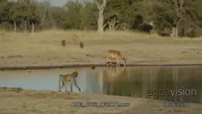 Two adult Chacma baboon walking, looking around and running off frame