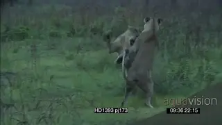 African lioness pride social behaviour sub-adult lions play fighting hunting stalking.