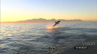 Great White Shark (Carcharodon carcharias), breach water and take seal decoy WS AW