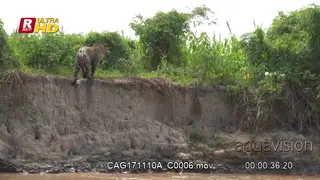 Jaguar with cub following walking on the riverbank