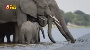 Young and adult of African Elephant herd standing and drinking water, MLS.