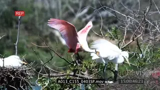 Great Egrets nesting on tree and Roseate Spoonbill standing eating then flying away MLS.