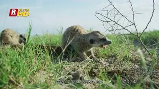 Two Meerkat digging burrows, feeding on invertebrates and walking away.