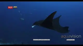 A tracking side shot of a Melanistic reel manta ray with fishing gut wire on it