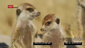 Meerkat group of 3 standing sentinal close up from front