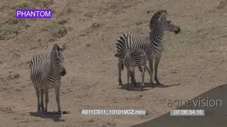 Zebras and foal standing walking LS SLOWMO